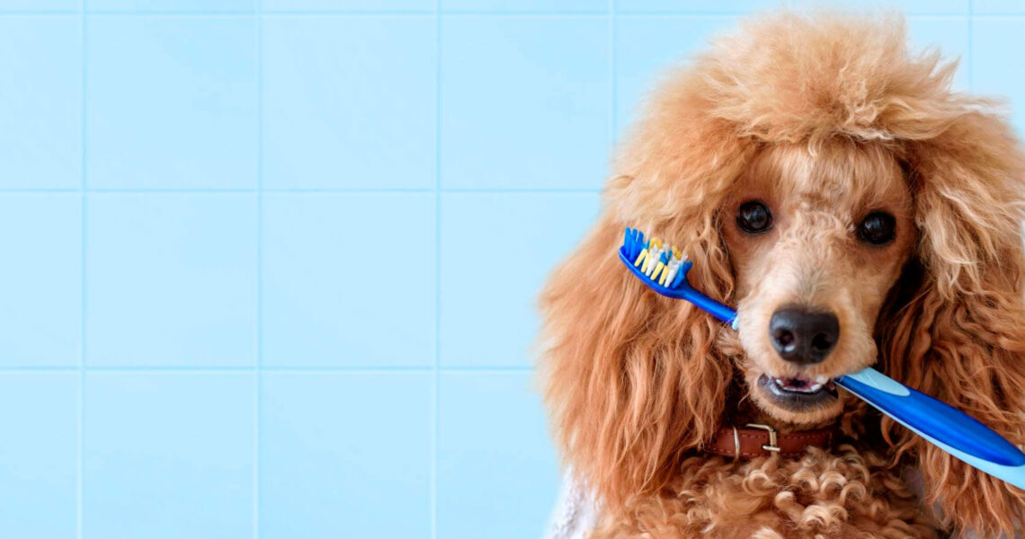 Is it mandatory to brush a dog’s teeth?